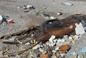青岛海滩惊现巨型不明生物遗骸 是啥？