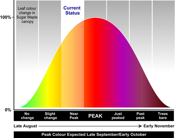Current Algonquin Park Fall Colour Status