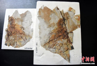 中国科学家发现1.6亿年前具有膜质翅膀的恐龙