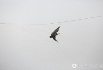果园拉起上千张大网 小鸟倒挂死去 以鸟示众