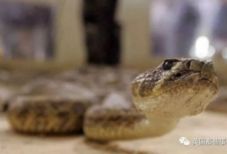 被毒蛇咬伤，70岁老翁怒而反咬毒蛇，双双丧命