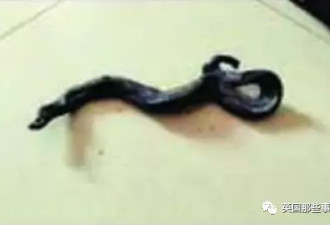 被毒蛇咬伤，70岁老翁怒而反咬毒蛇，双双丧命