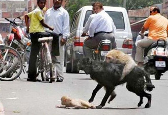 舍命救子！母猴在马路上恶斗黑狗