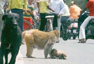 舍命救子！母猴在马路上恶斗黑狗