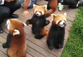成都周边有景区投放小熊猫让游客撸？官方回应