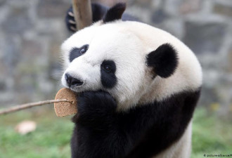旅美22年的大熊猫“白云”明天携6岁儿子回国