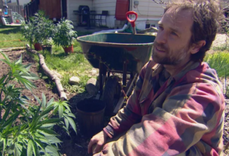 买大麻贵让不少加拿大人在后院种大麻