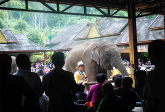 大象成灾养不起！这国向中国售百头大象遭非议