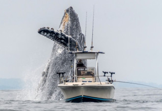 没有一点防备！加州渔民垂钓 座头鲸从船底蹿出