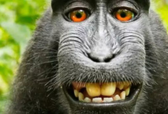 因猴子自拍照被起诉的摄影师赢了官司
