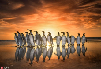 帝企鹅悠闲散步组团看日出 萌物来袭堪比大片