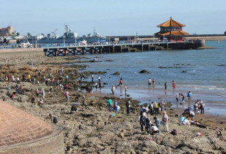 青岛金秋退大潮 市民海滩蛤蜊一挖一麻袋