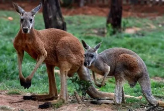 吃货要去澳洲吃袋鼠了 袋鼠肉好吃吗？