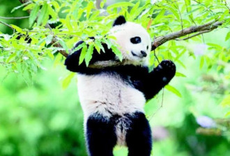 大熊猫几乎没天敌，是怎么把自己的给玩濒危的
