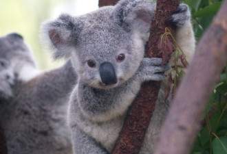由于气候变化，澳大利亚称考拉也将濒临灭绝