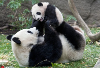 中国召回美国动物园一对“明星”大熊猫母子