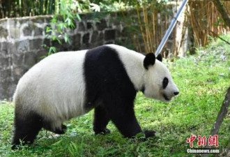 中国召回美国动物园一对“明星”大熊猫母子