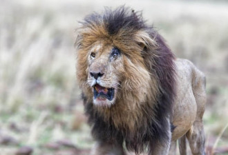 这表情亮了!一头受伤的狮子照片被网友热传