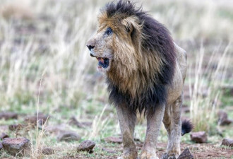 这表情亮了!一头受伤的狮子照片被网友热传