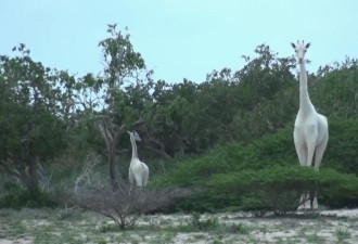 肯尼亚发现纯白长颈鹿,原来“玉麒麟”长这样