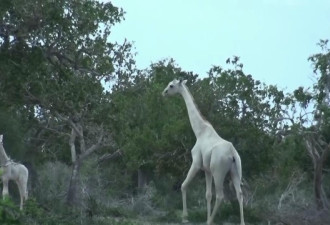 肯尼亚发现纯白长颈鹿,原来“玉麒麟”长这样