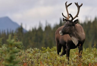 加拿大900多种野生动物中有一半种群数量减少