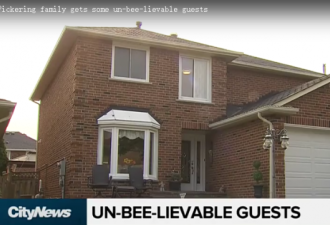 多伦多一间房屋被数万只黄蜂围住，窗户都黑了