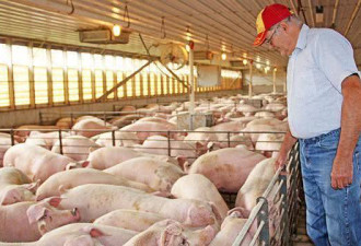 中国取消4513吨美肉订单 美国103个农场破产