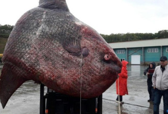 渔民捕获一吨重巨鱼 最后拿去喂熊