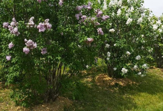 下周安省丁香节，无以伦比的紫色花海！
