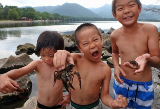 日本湖泊小龙虾泛滥 渔民踩碎当肥料