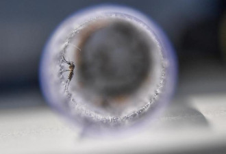 如果能消灭地球上所有的蚊子结局怎样？