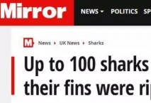 英海滩惊现数百鲨鱼残尸 疑似被活割背鳍做鱼翅