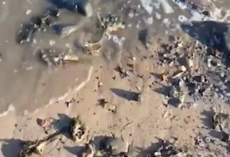 英海滩惊现数百鲨鱼残尸 疑似被活割背鳍做鱼翅