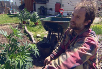 后院可种大麻了，4粒种子58元供不应求