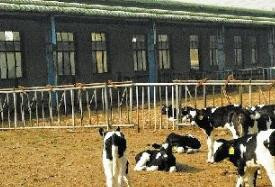 男子醉酒后侵犯了5头奶牛，遭农场饲养员暴打