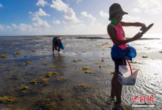 中国游客泰国海滩伤害海胆？当地警察：诬告！