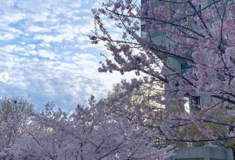 美爆了！多伦多大学三大校区有最美樱花！