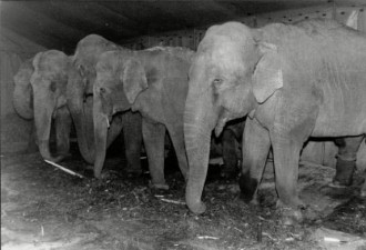 毛骨悚然的百年前照片：被吊死的大象做了什么