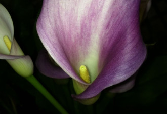 养花种草系列137：海芊 Calla lily