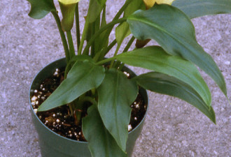 养花种草系列137：海芊 Calla lily