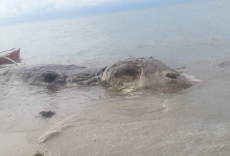 菲律宾海滩现神秘巨型生物尸体:已腐烂气味难闻