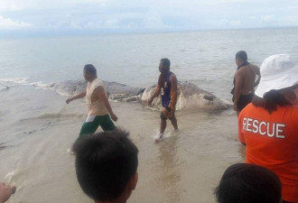 菲律宾海滩现神秘巨型生物尸体:已腐烂气味难闻