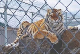 游客举报：魁省动物园东主涉虐待被控罪