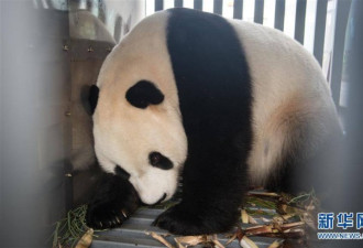 两只大熊猫“彩陶”“湖春”抵达印度尼西亚