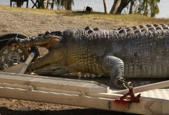 现今世界最大鳄鱼惨遭毒手 头部中弹身亡