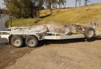 现今世界最大鳄鱼惨遭毒手 头部中弹身亡