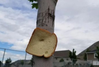 澳洲街头惊现面包树，这种艺术操作你看过吗