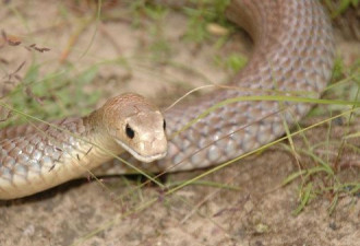 与其他地方相比，澳洲的蛇“不算什么”