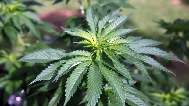 Marijuana 
